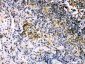 Anti-IRF5 Picoband Antibody